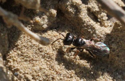 Diodontus sp.